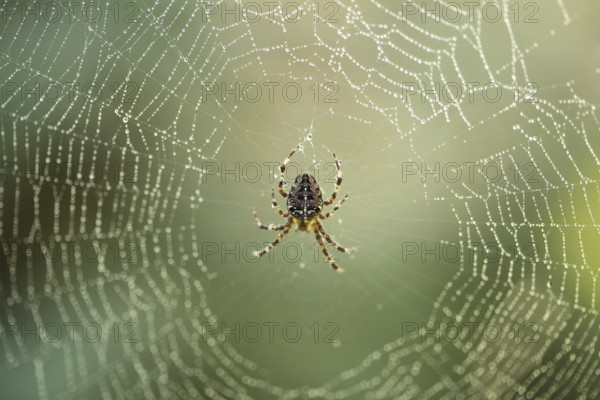 Spider is doing the web, macro view
