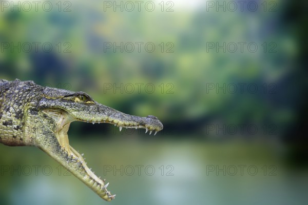 Crocodile photomount in Riviera Maya of Mayan Mexico