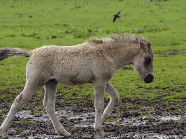 A young foal runs across a wide, green and muddy pasture, merfeld, münsterland, germany