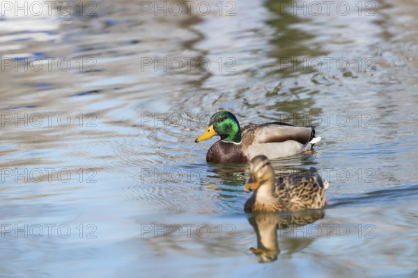 Wild ducks Mallard Male and Female Anas platyrhynchos