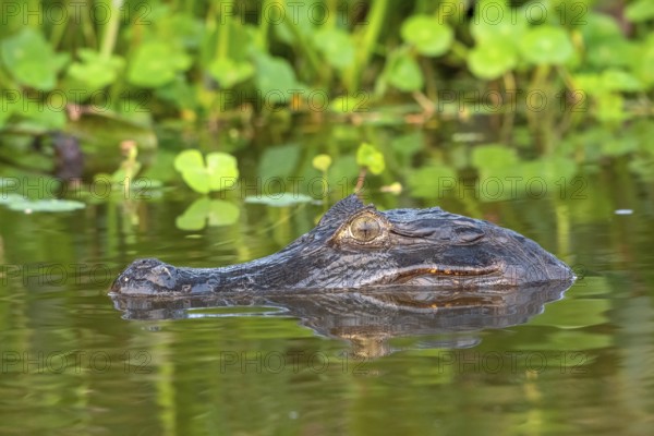 Spectacled caiman (Caiman crocodilus yacara), Crocodile (Alligatoridae), crocodile (Crocodylia), animal portrait, Pantanal, inland, wetland, UNESCO Biosphere Reserve, World Heritage Site, wetland, Mato Grosso, Brazil, South America