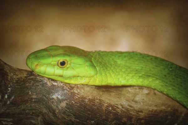 Eastern Green Mamba on the Branch of Tree Varna, Bulgaria, Europe