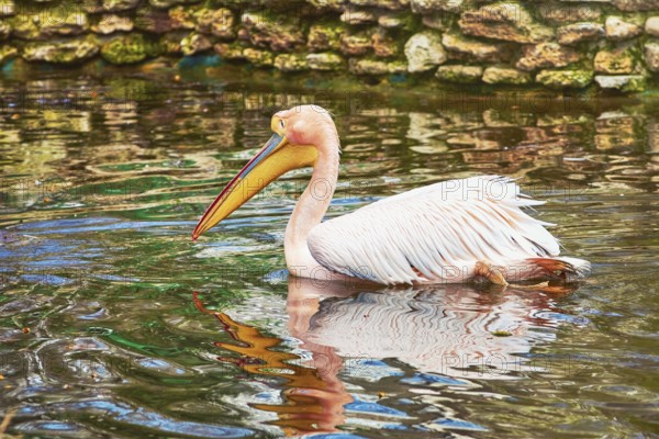 Pink Pelican Swims in the Pond Varna, Bulgaria, Europe