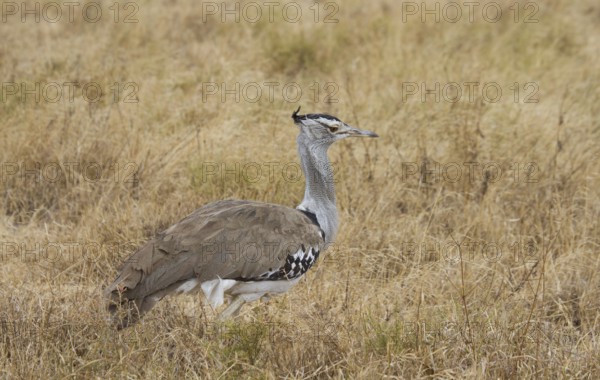 Kori Trappe, Ngorongoro Crater, Tanzania, Africa Tanzania, Africa