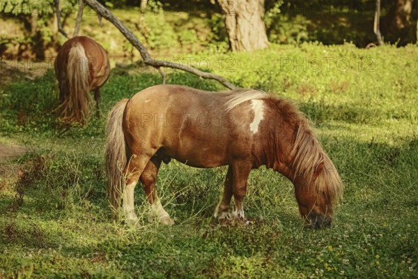 Two ponies on the pasture near forest Devnja, Bulgaria, Europe