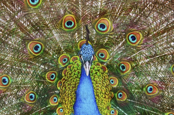 Portrait Of The Peacock During Courtship Display Varna, Bulgaria, Europe