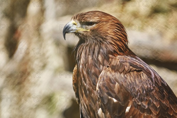 Close up Portrait of Golden Eagle (Aquila Chrysaetos Canadensis) Varna, Bulgaria, Europe
