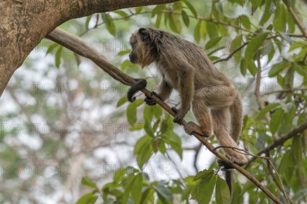 Black howler (Alouatta), juvenile, Pantanal, inland, wetland, UNESCO Biosphere Reserve, World Heritage Site, wetland biotope, Mato Grosso, Brazil, South America