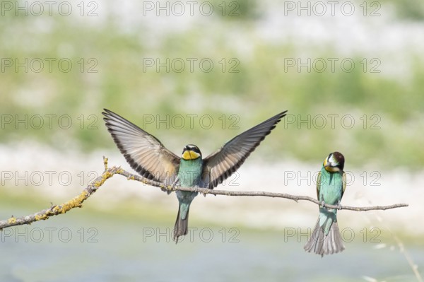 Merops apiaster, italy