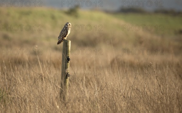 Wild Owl in Nature, Color Image, Northern California, USA, North America