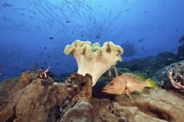 Pointed grouper in the reef, Anyperodon leucogrammicus, Kimbe Bay, New Britain, Papua New Guinea, Oceania