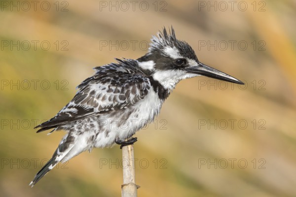 Grey kingfisher, (Ceryle rudis), Alcyon pie, family of kingfishers, animals, birds, Israel, Asia