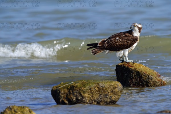 An osprey looking for food, (Pandiaon haliaetus), family of birds of prey, biotope, habitat, standing on a stone in the water, Raysut, Salalah, Dhofar, Oman, Asia