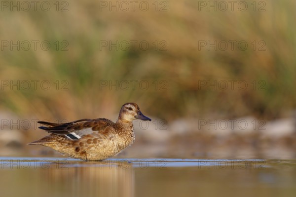 Teal, (Anas crecca), biotope, habitat, foraging, waters, animals, birds, ducks, ducks Salalah, Raysut, Dhofar, Oman, Asia