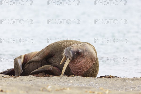 Walrus, (Odobenus rosmarus), (Trichechus rosmarus), animals, mammals, Spitsbergen, Longyearbyen, Svalbard Spitsbergen, Norway, Europe