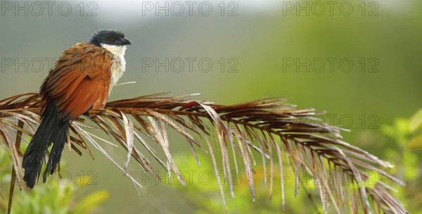 Tiputip, White-browed Coucal, (Burchells Coucal), Centropus superciliosus burchelli, White-browed Spur-winged Cuckoo, animals, birds, iSimangaliso Wetland Park, St. Lucia, KwaZulu-Natal, South Africa, Africa