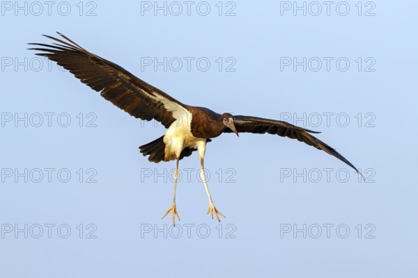 Abdim's stork, rain stork, Abdim, (Ciconia abdimii), African stork species, family of storks, Raysut Water Treatment Plant, Salalah, Dhofar, Oman, Asia