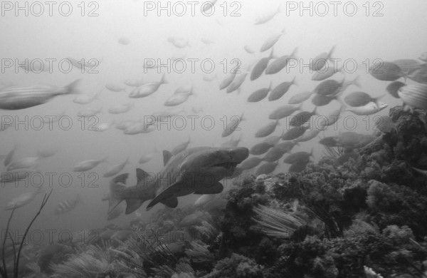 Sand tiger, Odontaspis taurus, South Africa, Port Elizabeth, Ibhayi, Madiba Bay, Indian Ocean, Africa