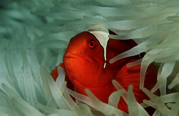 Spiny Amphiprion Pacificus, Premnas aculeatus, Papua New Guinea, Pacific Ocean, Oceania