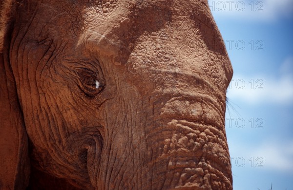 African elephant, Loxodonta africana, South Africa, Addo Elephant National Park, Africa