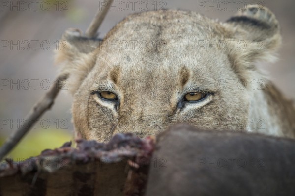 Lioness looking over a Buffalo carcass in the Sabi Sabi game reserve, South Africa, Africa