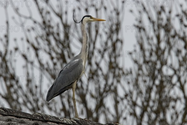 Grey heron (Ardea cinerea)