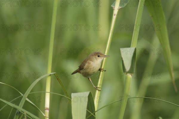 Reed Warbler (Acrocephalus scirpaceus)