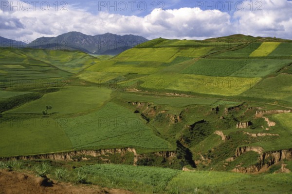 Rape field