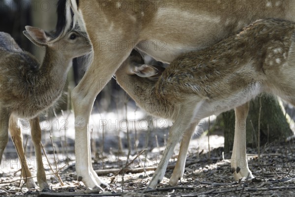Fallow deer (Dama dama)
