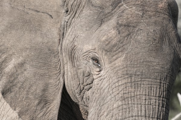 African elephant (Loxodonta africana)