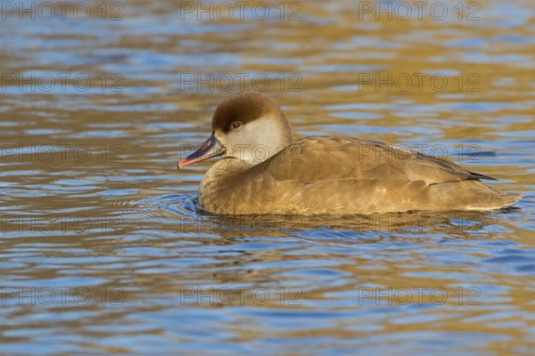 Red-crested Pochard, (Netta rufina), Red-crested Pochard swimming in water, Duck family, Ducks, Luisenpark, Mannheim, Baden-Würrttemberg, Federal Republic of Germany