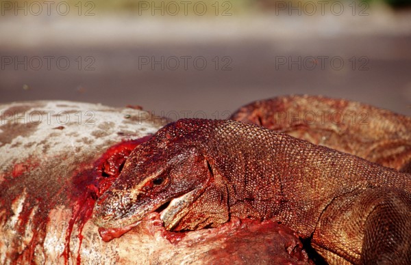 Komodo dragons eat dead dolphin, Varanus komodoensis, Rinca, Komodo National Park, Indonesia, Asia