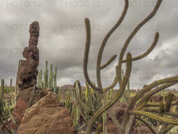 Various species of cacti tower in a rocky volcanic landscape under a cloudy sky, Lanzarote, Canary Islands, Spain, Europe
