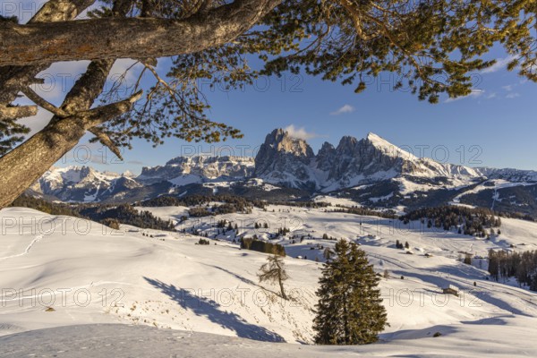 Alpe di Siusi at the Contrin hut, Alpe di Siusi, South Tyrol, Italy, Europe