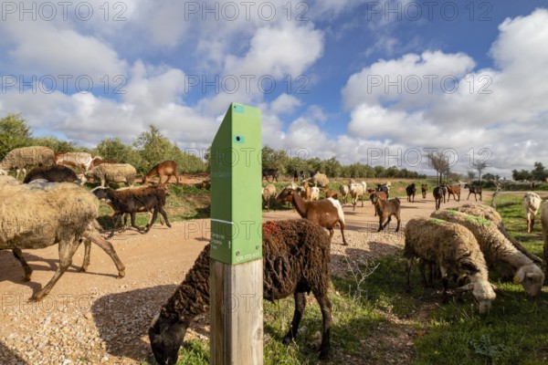 Shepherd with his flock, Campo de Criptana, province of Ciudad Real, Castilla-La Mancha, Spain, Europe