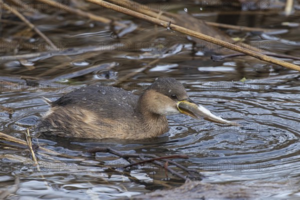 Little grebe with fish in beak swimming in water looking right, Echinger Stausee, Bavaria, Germany, Europe