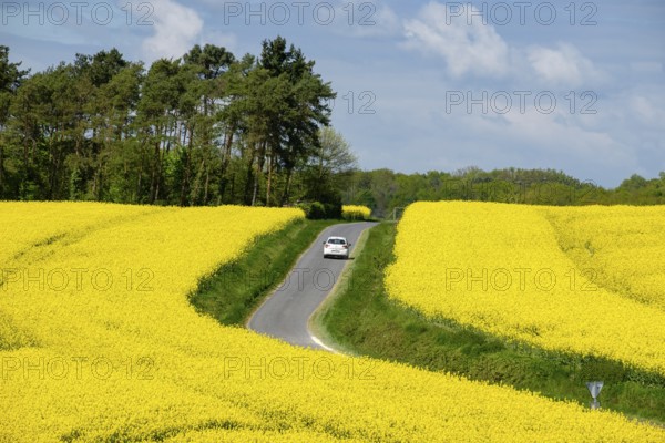 Road over rapeseed cultivation in spring, Montrésor, Indre-et-Loire department, France, Western Europe, Europe