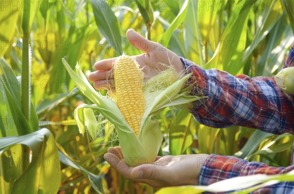 Harvest ready unwrapped corn cobs in farmer's hands