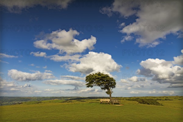 Tree with sun at Cleeve Hill on a windy day, Cotswolds, England, United Kingdom, Europe