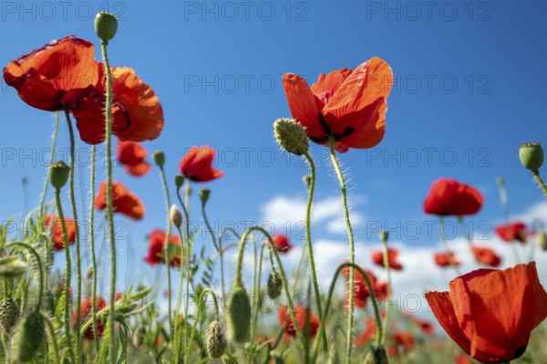 Red poppy flowers and blue sky at summer time close-up