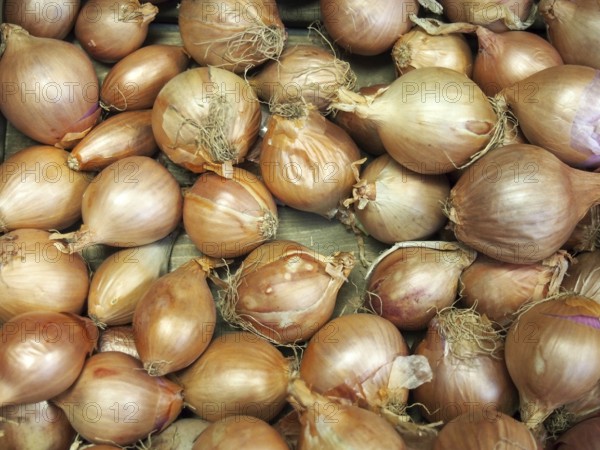 A close up of small organic misshapen brown onions for sale on a market