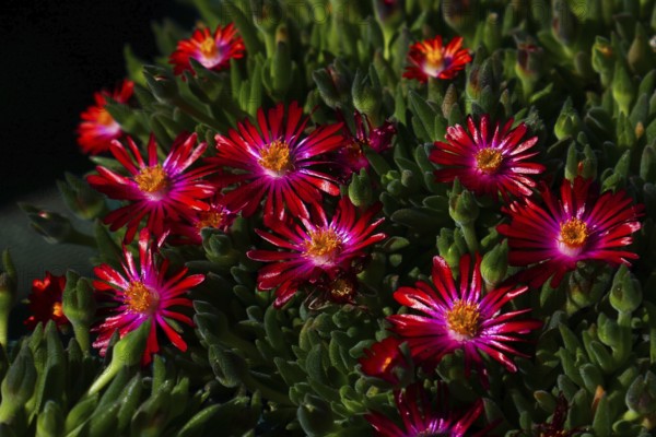 Midday flower
