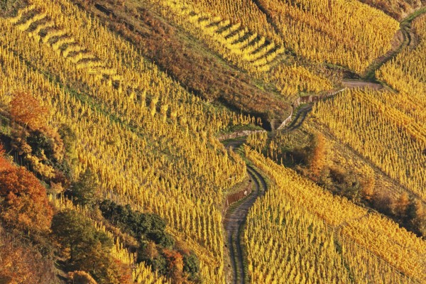 Vineyard in autumn foliage at the river Moselle near Traben-Tarbach and Kröv, in Rhineland-Palatinate, Germany, Europe