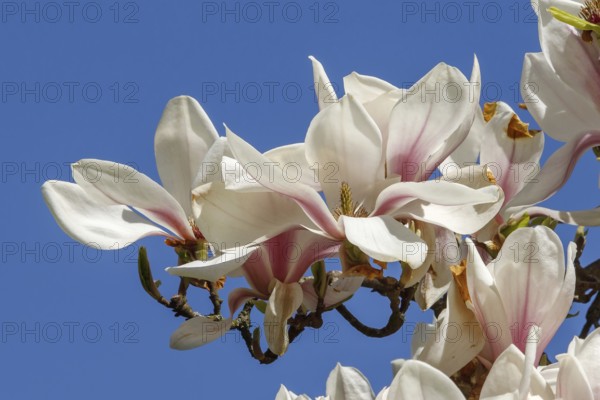 Blossoms of the tulip magnolia (Magnolia × soulangeana) Blloming flowers of the saucer magnolia (Magnolia × soulangeana) . With blue sky. Spring blossom