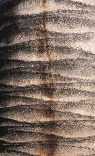 This photo shows the interesting structured patternof a palm bark, which caught my eye in Santiago de Chile