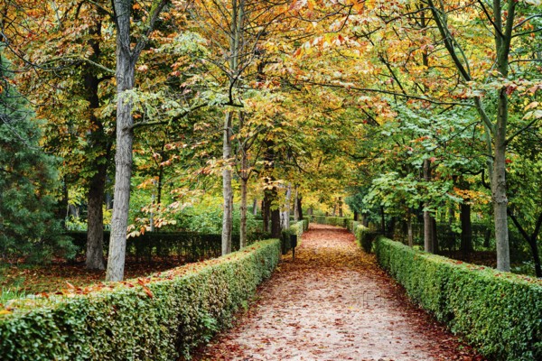 Scene of the Buen Retiro Park in Madrid during the fall with vibrant colors and the paths covered with fallen leaves