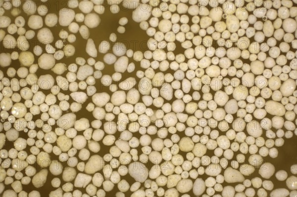 Microplastic balls in the water