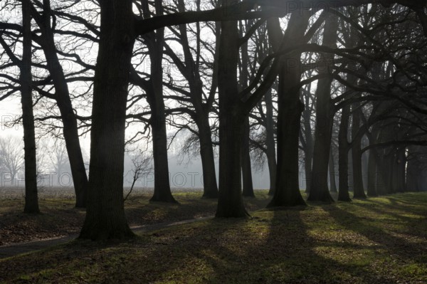 Lane of beeches on the manorial estate den Bramel near Vorden in the Dutch region Achterhoek