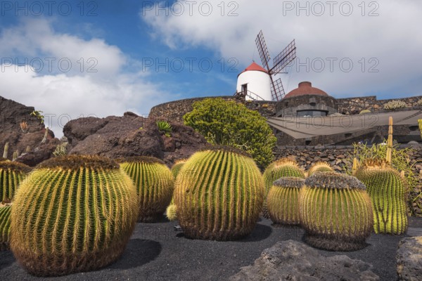 Beautiful tropical cactus garden in Guatiza, Lanzarote, Canary islands, Spain, Europe