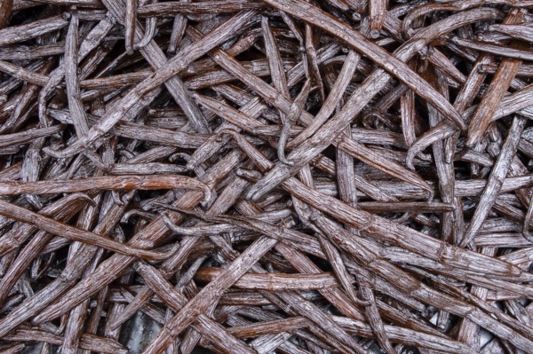 Vanilla (vanilla) fermented pods, Indian Ocean, island, Mauritius, Africa